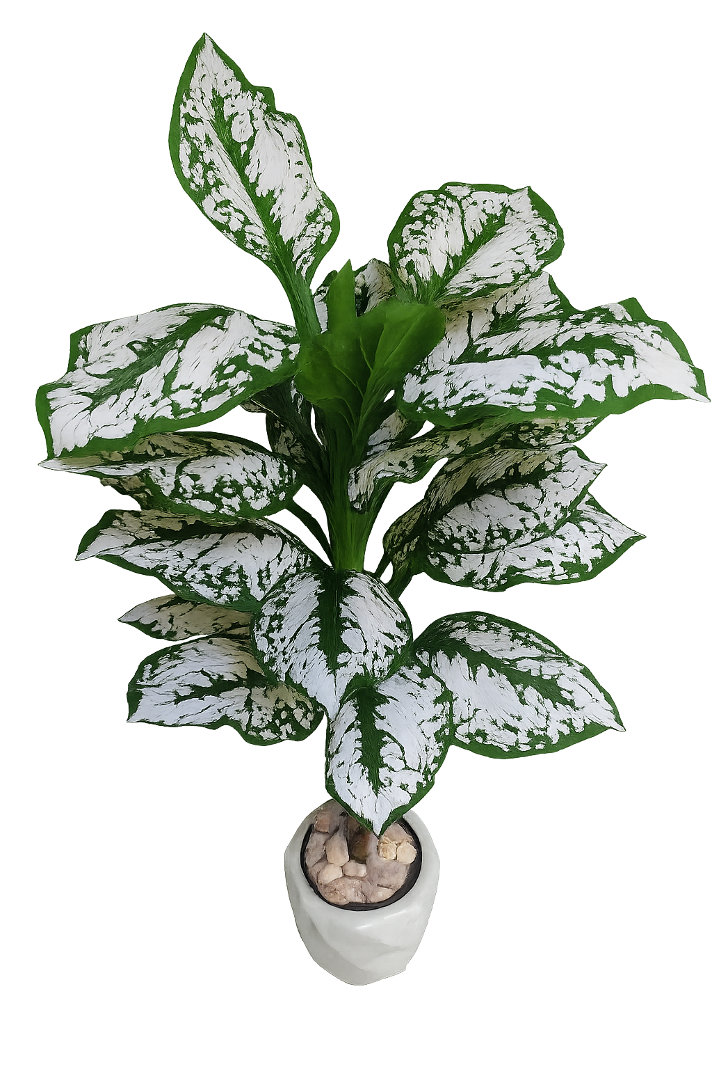 Autumn Serenity White-Leaf Plant (140cm)